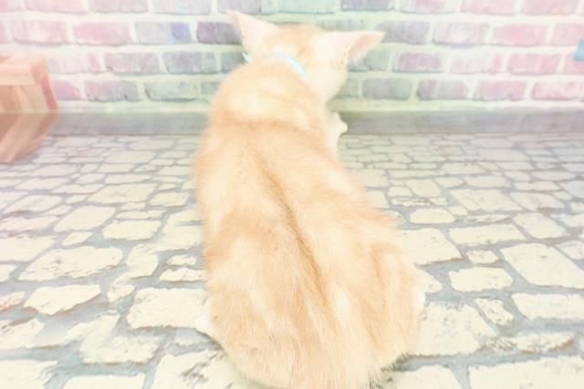 岩手県のアメリカンショートヘアー (Coo&RIKU岩手盛岡店/2025年11月18日生まれ/男の子/レッドタビー)の子猫の4枚目の画像