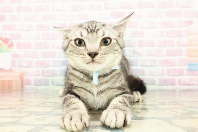 山形県のアメリカンショートヘアー (Coo&RIKU山形店/2025年11月18日生まれ/男の子/シルバータビー)の子猫の1枚目の画像