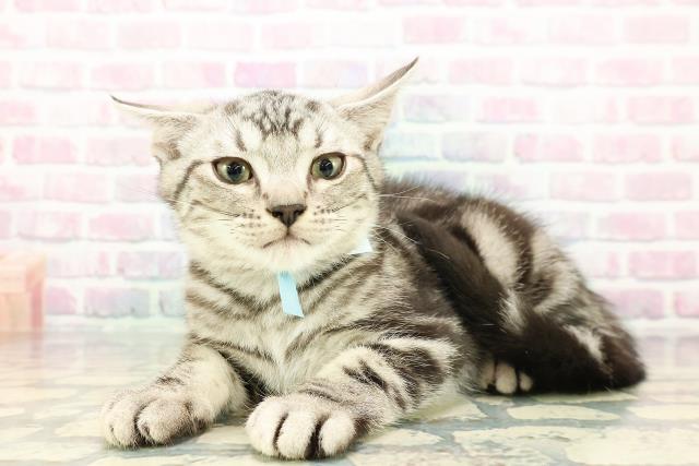 山形県のアメリカンショートヘアー (Coo&RIKU山形店/2025年11月18日生まれ/男の子/シルバータビー)の子猫の2枚目の画像