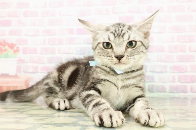 山形県のアメリカンショートヘアー (Coo&RIKU山形店/2025年11月18日生まれ/男の子/シルバータビー)の子猫の3枚目の画像