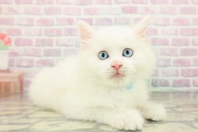 神奈川県のマンチカン (Coo&RIKU相模原店/2025年11月22日生まれ/男の子/レッドタビー)の子猫の3枚目の画像