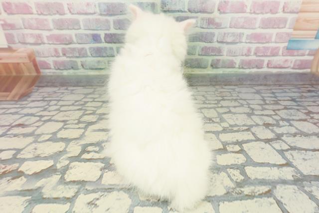 神奈川県のマンチカン (Coo&RIKU相模原店/2025年11月22日生まれ/男の子/レッドタビー)の子猫の4枚目の画像