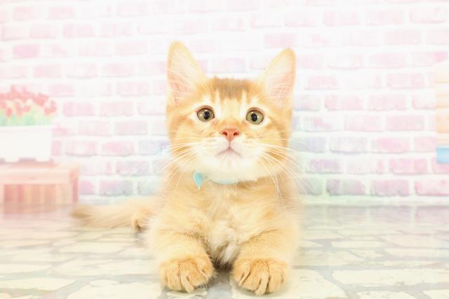 新潟県のソマリ (Coo&RIKU新潟西店/2025年11月26日生まれ/男の子/レッド)の子猫の1枚目の画像