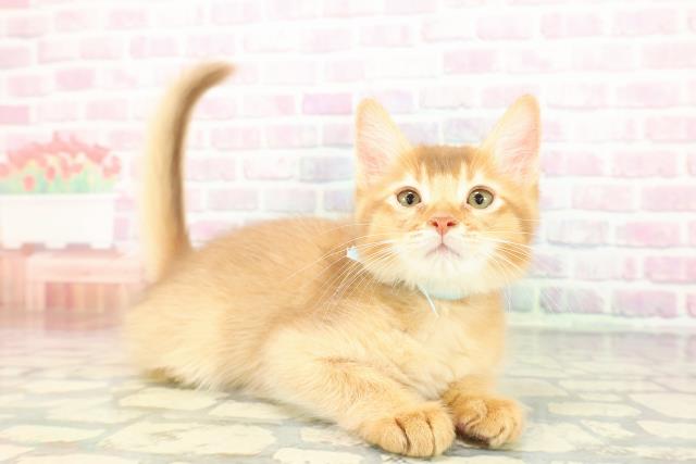 新潟県のソマリ (Coo&RIKU新潟西店/2025年11月26日生まれ/男の子/レッド)の子猫の3枚目の画像