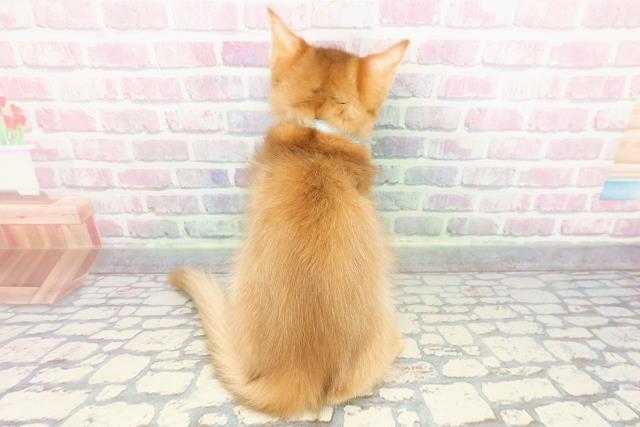 新潟県のソマリ (Coo&RIKU新潟西店/2025年11月26日生まれ/男の子/レッド)の子猫の4枚目の画像