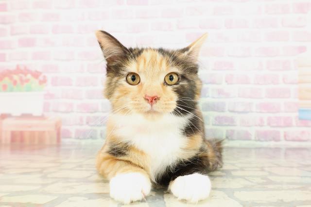 青森県のメインクーン (Coo&RIKU青森店/2025年9月29日生まれ/女の子/キャリコ)の子猫の1枚目の画像