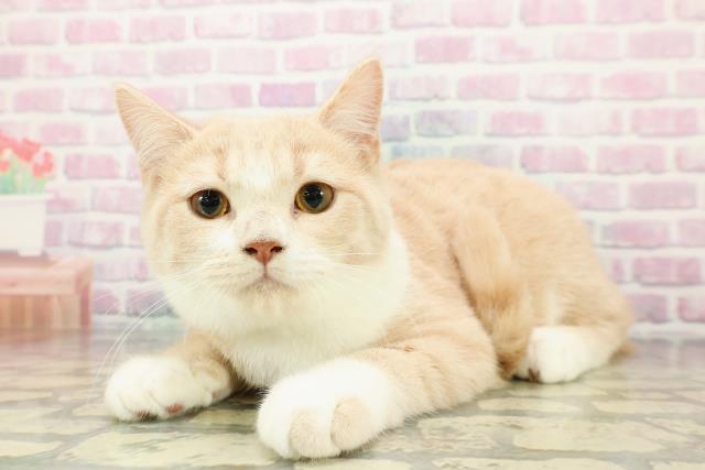 長野県のスコティッシュフォールド (Coo&RIKU長野店/2025年9月15日生まれ/女の子/クリームタビーホワイト)の子猫の2枚目の画像