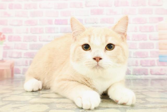 長野県のスコティッシュフォールド (Coo&RIKU長野店/2025年9月15日生まれ/女の子/クリームタビーホワイト)の子猫の3枚目の画像