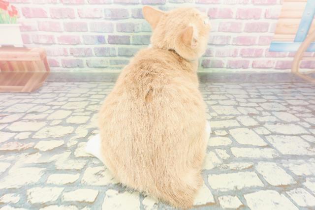 長野県のスコティッシュフォールド (Coo&RIKU長野店/2025年9月15日生まれ/女の子/クリームタビーホワイト)の子猫の4枚目の画像