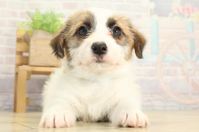 愛知県のジャックラッセルテリア (Coo&RIKU東海一宮店/2025年12月13日生まれ/男の子/タンホワイト)の子犬の1枚目の画像