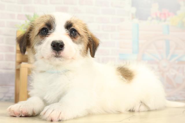 愛知県のジャックラッセルテリア (Coo&RIKU東海一宮店/2025年12月13日生まれ/男の子/タンホワイト)の子犬の3枚目の画像