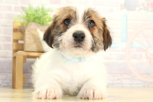 岐阜県のジャックラッセルテリア (Coo&RIKU岐南店/2025年12月13日生まれ/男の子/タンホワイト)の子犬の1枚目の画像