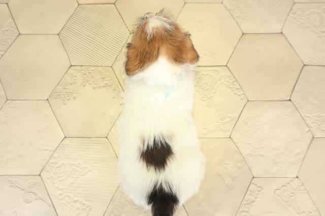 岐阜県のジャックラッセルテリア (Coo&RIKU岐南店/2025年12月13日生まれ/男の子/タンホワイト)の子犬の4枚目の画像