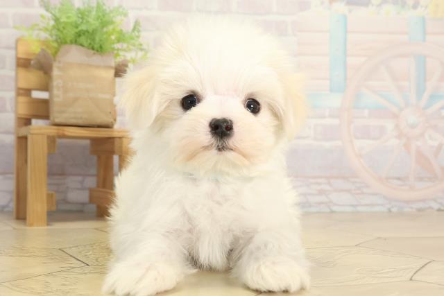 愛知県のマルチーズ (Coo&RIKU名古屋みなと店/2025年12月14日生まれ/男の子/ホワイト)の子犬の1枚目の画像