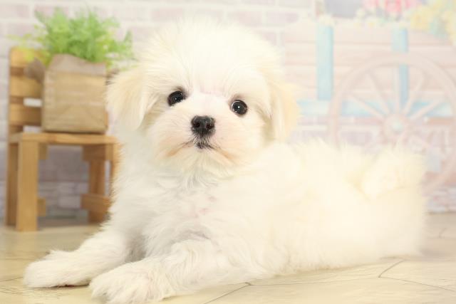 愛知県のマルチーズ (Coo&RIKU名古屋みなと店/2025年12月14日生まれ/男の子/ホワイト)の子犬の3枚目の画像