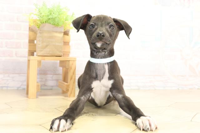 愛知県のイタリアングレーハウンド (Coo&RIKU東海一宮店/2025年12月13日生まれ/男の子/シールホワイトマーキング)の子犬の1枚目の画像