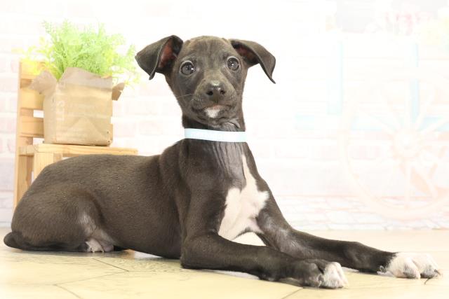 愛知県のイタリアングレーハウンド (Coo&RIKU東海一宮店/2025年12月13日生まれ/男の子/シールホワイトマーキング)の子犬の2枚目の画像