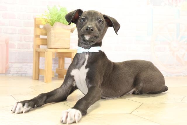 愛知県のイタリアングレーハウンド (Coo&RIKU東海一宮店/2025年12月13日生まれ/男の子/シールホワイトマーキング)の子犬の3枚目の画像