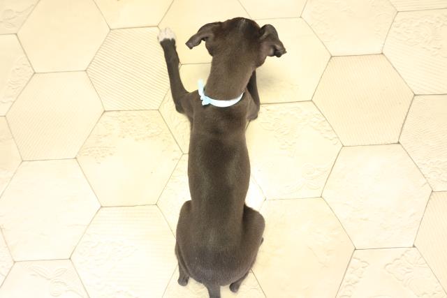 愛知県のイタリアングレーハウンド (Coo&RIKU東海一宮店/2025年12月13日生まれ/男の子/シールホワイトマーキング)の子犬の4枚目の画像