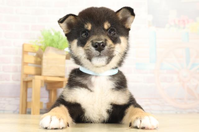 静岡県の豆柴 (Coo&RIKU沼津店/2025年12月12日生まれ/男の子/黒)の子犬の1枚目の画像