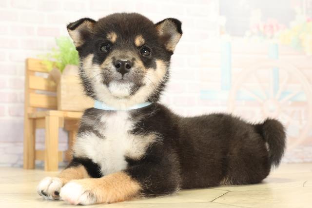 静岡県の豆柴 (Coo&RIKU沼津店/2025年12月12日生まれ/男の子/黒)の子犬の3枚目の画像