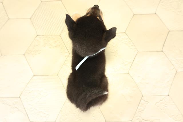 静岡県の豆柴 (Coo&RIKU沼津店/2025年12月12日生まれ/男の子/黒)の子犬の4枚目の画像