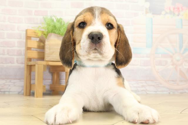 愛知県のビーグル (Coo&RIKU春日井店/2025年12月12日生まれ/男の子/ブラックタンホワイト)の子犬の1枚目の画像