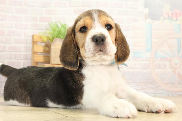 愛知県のビーグル (Coo&RIKU春日井店/2025年12月12日生まれ/男の子/ブラックタンホワイト)の子犬の2枚目の画像