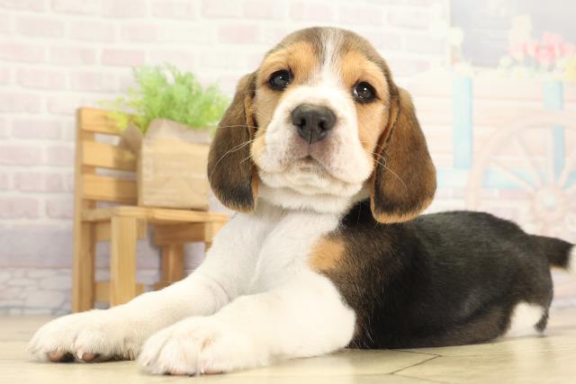 愛知県のビーグル (Coo&RIKU春日井店/2025年12月12日生まれ/男の子/ブラックタンホワイト)の子犬の3枚目の画像