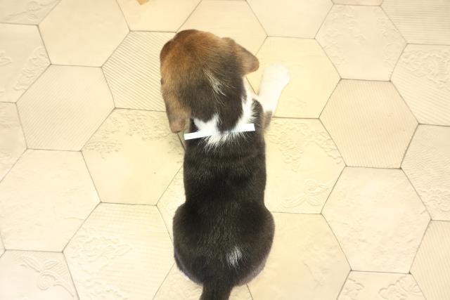 愛知県のビーグル (Coo&RIKU春日井店/2025年12月12日生まれ/男の子/ブラックタンホワイト)の子犬の4枚目の画像