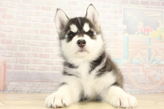 愛知県のシベリアンハスキー (Coo&RIKU東海一宮店/2025年12月14日生まれ/男の子/ブラックホワイト)の子犬の1枚目の画像
