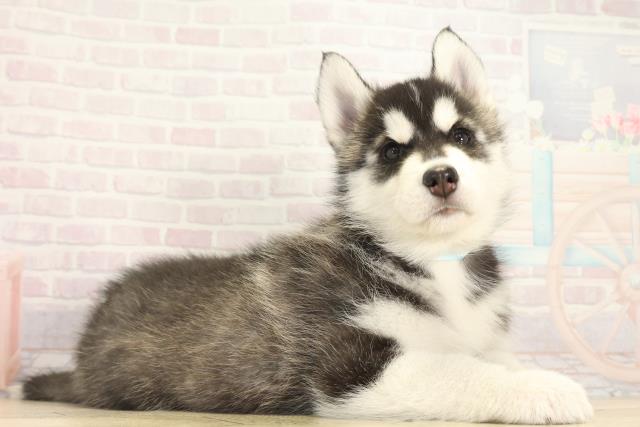 愛知県のシベリアンハスキー (Coo&RIKU東海一宮店/2025年12月14日生まれ/男の子/ブラックホワイト)の子犬の2枚目の画像