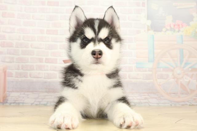 岐阜県のシベリアンハスキー (Coo&RIKU岐阜店/2025年12月14日生まれ/女の子/ブラックホワイト)の子犬の1枚目の画像