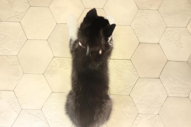 岐阜県のシベリアンハスキー (Coo&RIKU岐阜店/2025年12月14日生まれ/女の子/ブラックホワイト)の子犬の4枚目の画像