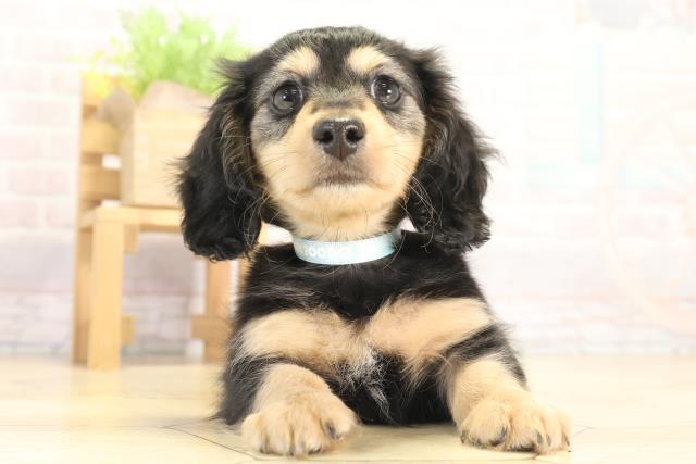 愛知県のミニチュアダックスフンド(ロング) (Coo&RIKU東海一宮店/2025年12月14日生まれ/男の子/ブラックタン)の子犬の1枚目の画像