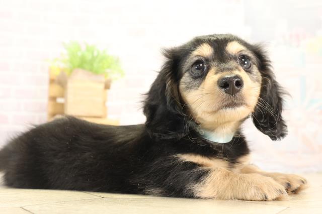 愛知県のミニチュアダックスフンド(ロング) (Coo&RIKU東海一宮店/2025年12月14日生まれ/男の子/ブラックタン)の子犬の2枚目の画像