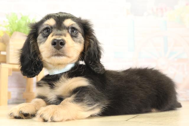 愛知県のミニチュアダックスフンド(ロング) (Coo&RIKU東海一宮店/2025年12月14日生まれ/男の子/ブラックタン)の子犬の3枚目の画像