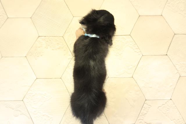 愛知県のミニチュアダックスフンド(ロング) (Coo&RIKU東海一宮店/2025年12月14日生まれ/男の子/ブラックタン)の子犬の4枚目の画像