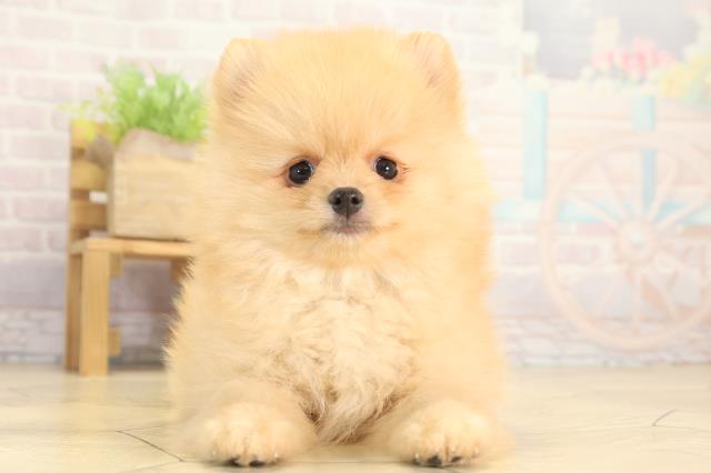 愛知県のポメラニアン (Coo&RIKU春日井店/2025年12月12日生まれ/男の子/クリーム)の子犬の1枚目の画像