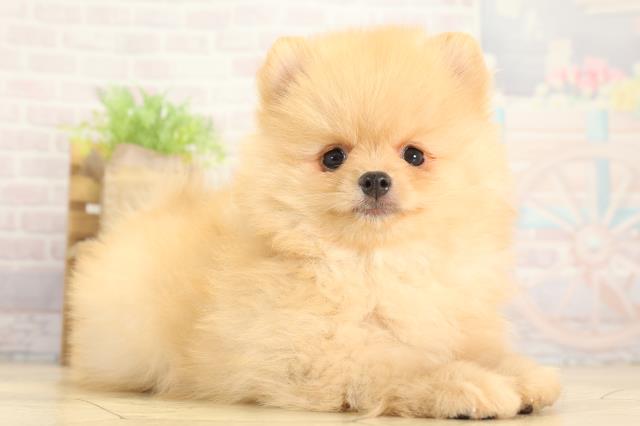 愛知県のポメラニアン (Coo&RIKU春日井店/2025年12月12日生まれ/男の子/クリーム)の子犬の2枚目の画像