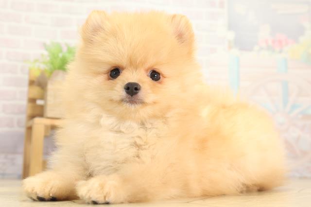 愛知県のポメラニアン (Coo&RIKU春日井店/2025年12月12日生まれ/男の子/クリーム)の子犬の3枚目の画像