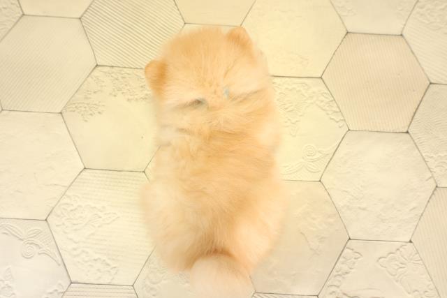 愛知県のポメラニアン (Coo&RIKU春日井店/2025年12月12日生まれ/男の子/クリーム)の子犬の4枚目の画像