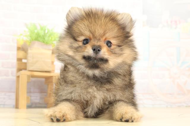 2025年12月12日生まれのポメラニアン