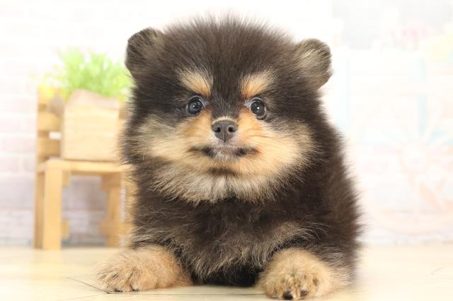 2025年12月12日生まれのポメラニアン