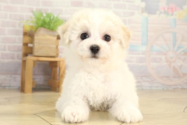 2025年12月14日生まれのビションフリーゼ