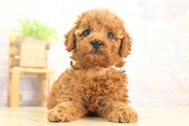 2025年12月12日生まれのトイプードル(トイ)