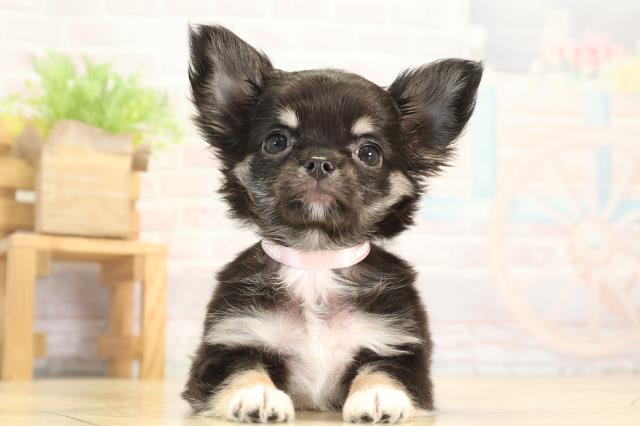 三重県のチワワ(ロング) (Coo&RIKU津高茶屋店/2025年12月9日生まれ/女の子/ブラックタン)の子犬