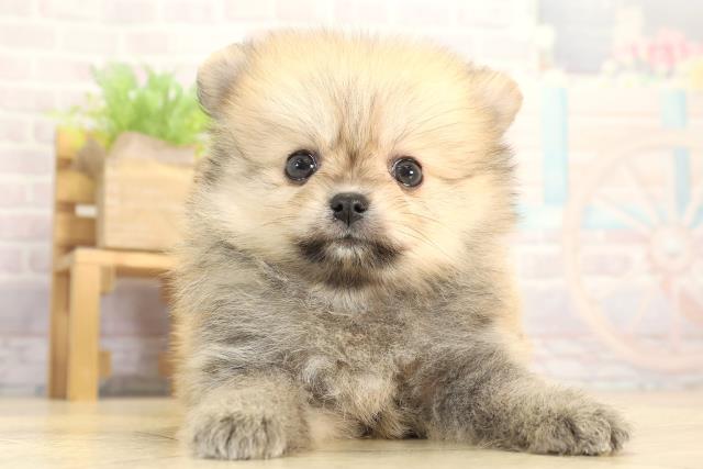 三重県のポメラニアン (Coo&RIKU四日市店/2025年12月13日生まれ/男の子/オレンジ)の子犬の1枚目の画像