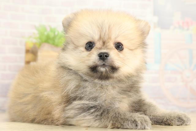 三重県のポメラニアン (Coo&RIKU四日市店/2025年12月13日生まれ/男の子/オレンジ)の子犬の2枚目の画像