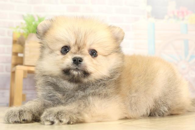 三重県のポメラニアン (Coo&RIKU四日市店/2025年12月13日生まれ/男の子/オレンジ)の子犬の3枚目の画像